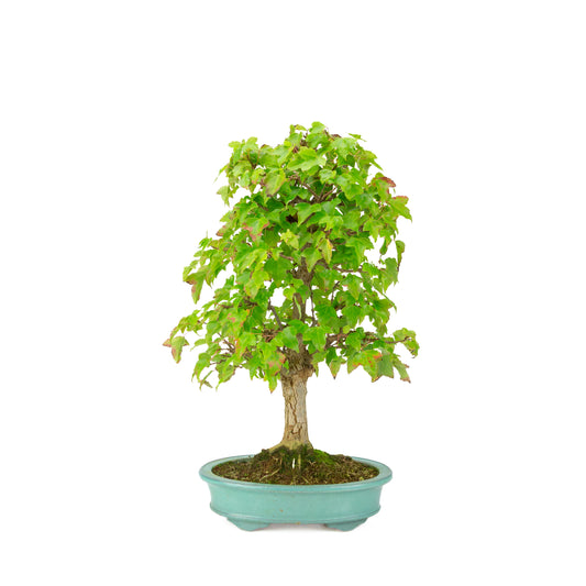 Acer buergerianum (Trident maple) green oval pot, height ~40 cm