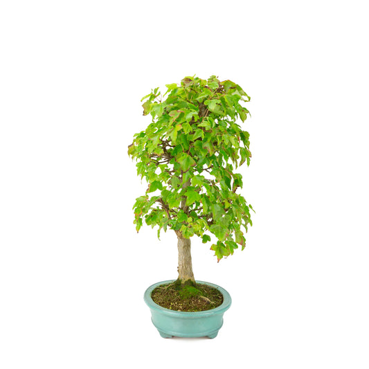 Acer buergerianum (Trident maple) green oval pot, height ~40 cm