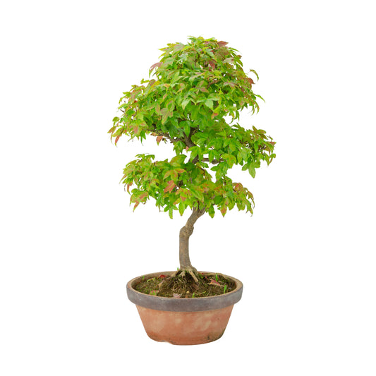 Acer buergerianum (Trident maple) terracotta pot, height ~46 cm