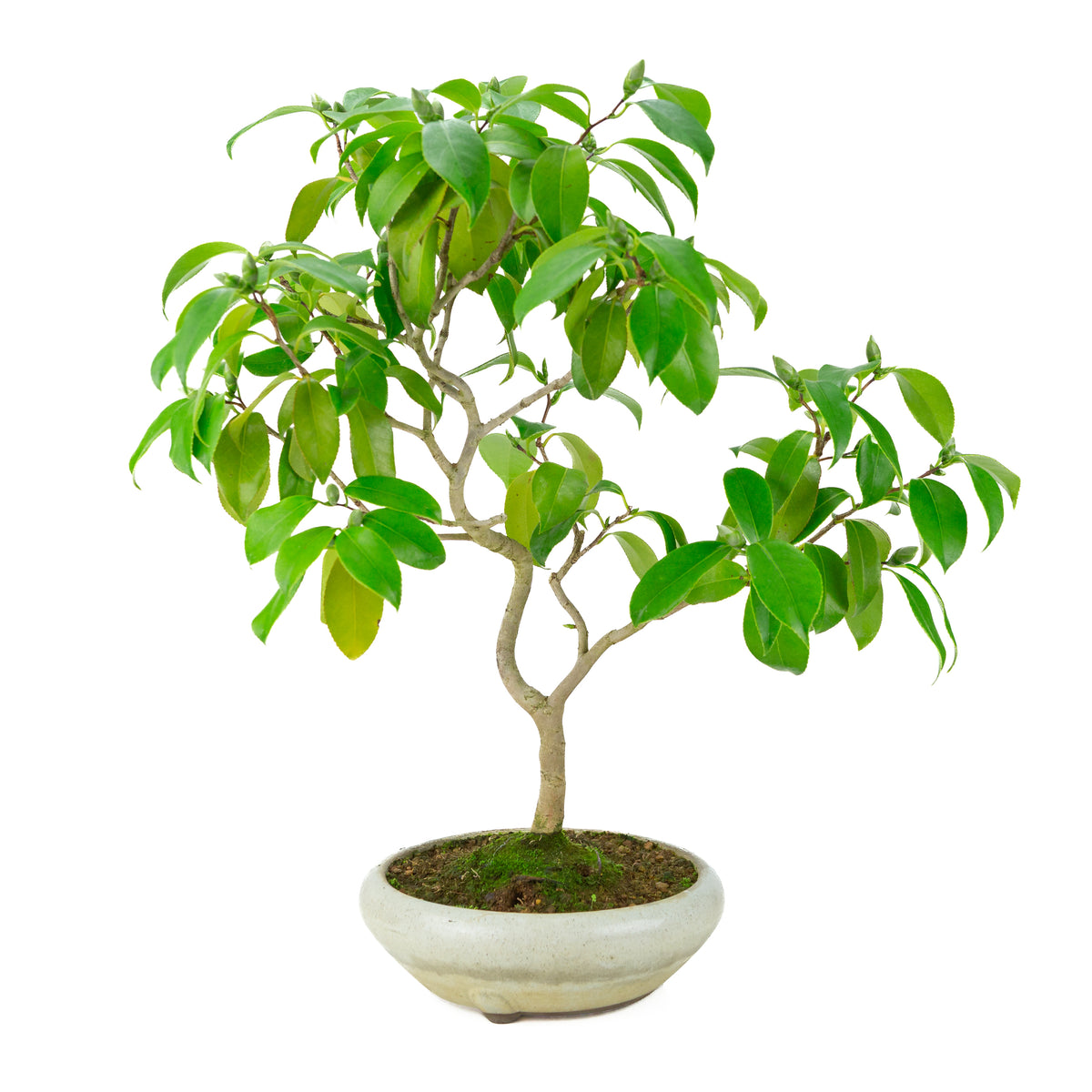 Camellia japonica (Japanse roos) in crème ronde pot, hoogte ~49cm