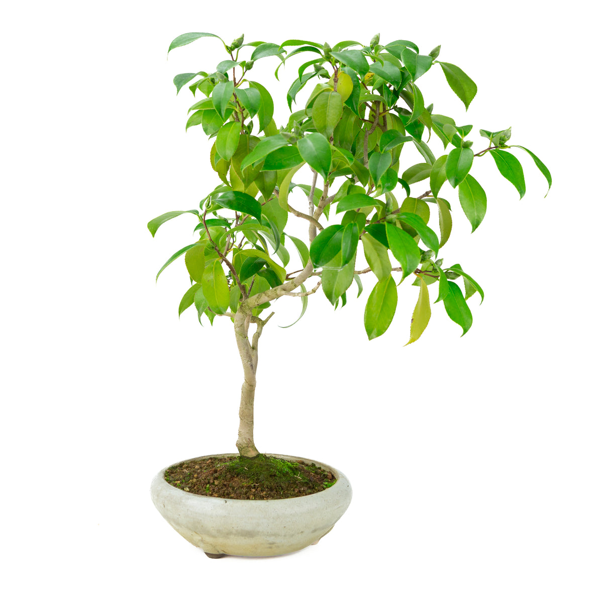 Camellia japonica (Japanse roos) in crème ronde pot, hoogte ~49cm