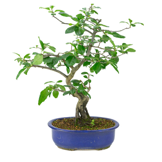 Diospyros kaki (Persimmon tree) blue oval pot, height ~51 cm