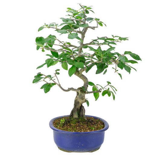 Diospyros kaki (Persimmon tree) blue oval pot, height ~51 cm