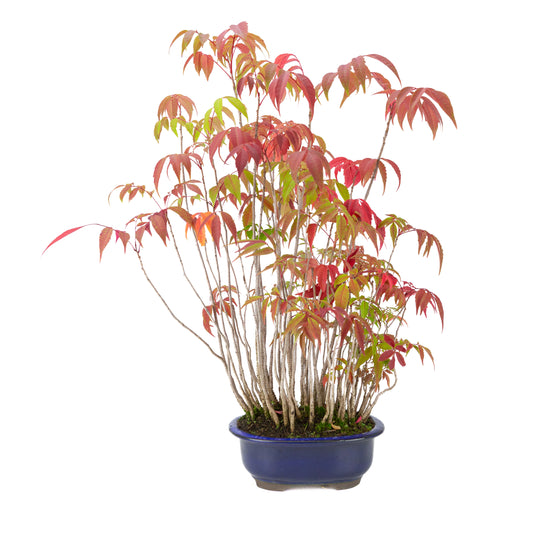 Rhus succedanea (Japanese Hare's-tooth Tree) blue oval pot, height ~47cm