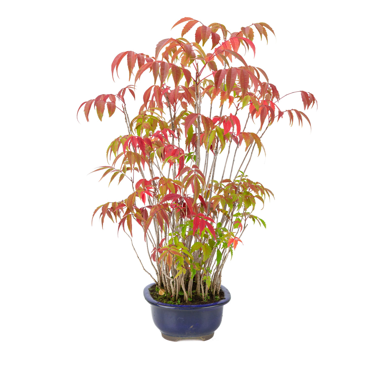 Rhus succedanea (Japanse Hazenokiboom) blauwe ovale pot, hoogte ~47cm