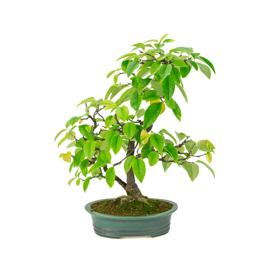 Chaenomeles sinensis (Chinese quince) green oval pot, height ~43 cm