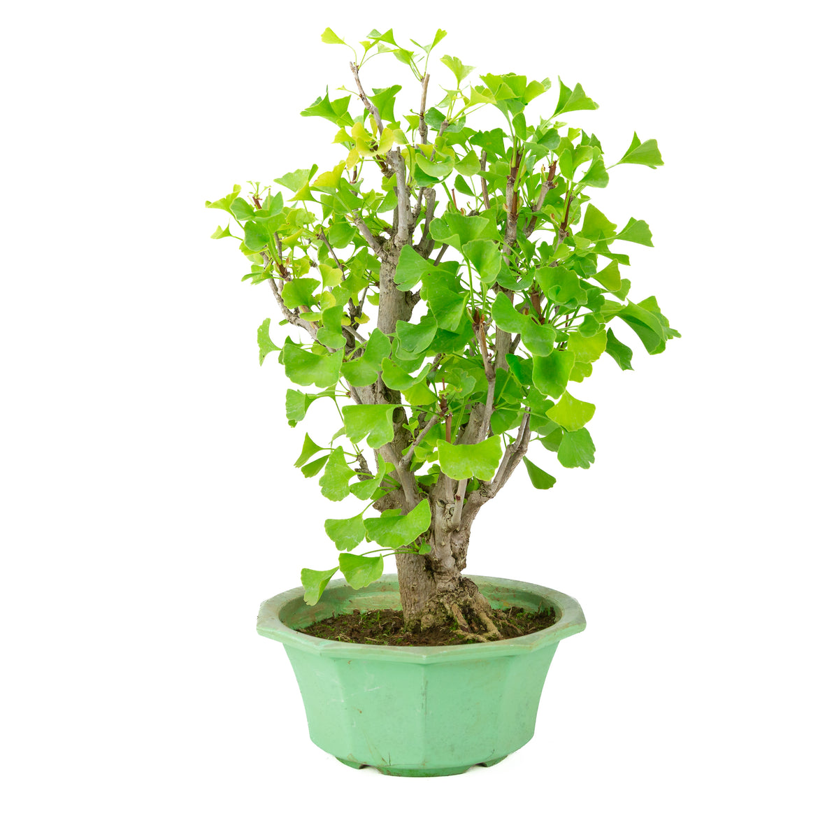 Ginkgo biloba (Japanse notenboom) in groene plastic pot, hoogte ~50 cm