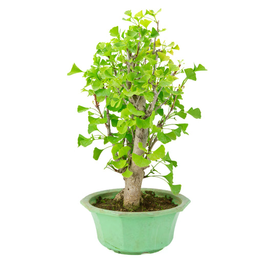 Ginkgo biloba (Ginkgo tree) in green plastic pot, height ~50 cm