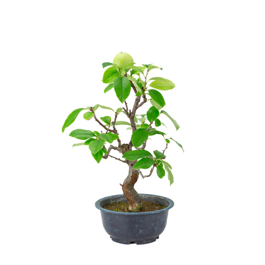 Chaenomeles sinensis (Chinese quince) blue plastic pot, height ~39 cm