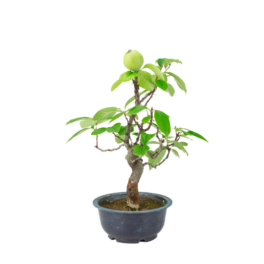Chaenomeles sinensis (Chinese quince) blue plastic pot, height ~39 cm