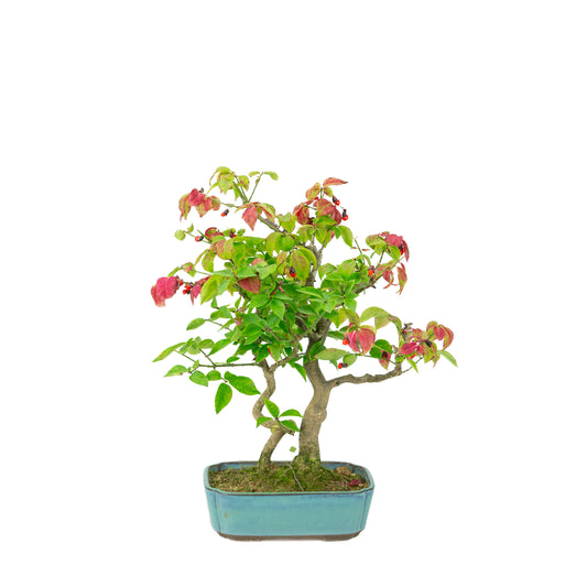 Euonymus alatus (Spindle tree) blue rectangular pot, height ~34cm