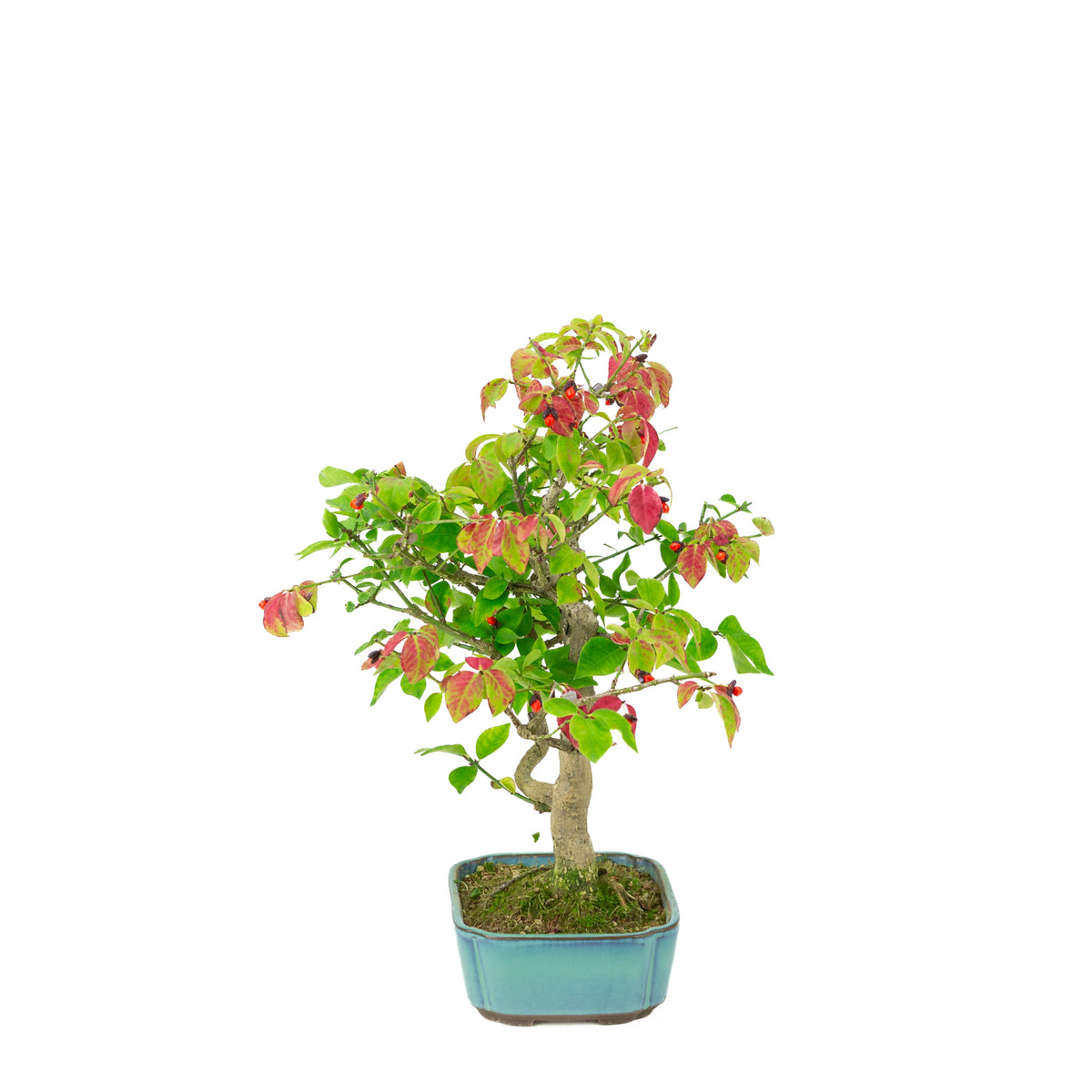 Euonymus alatus (Kardinaalmuts) blauwe rechthoekige pot, hoogte ~34cm