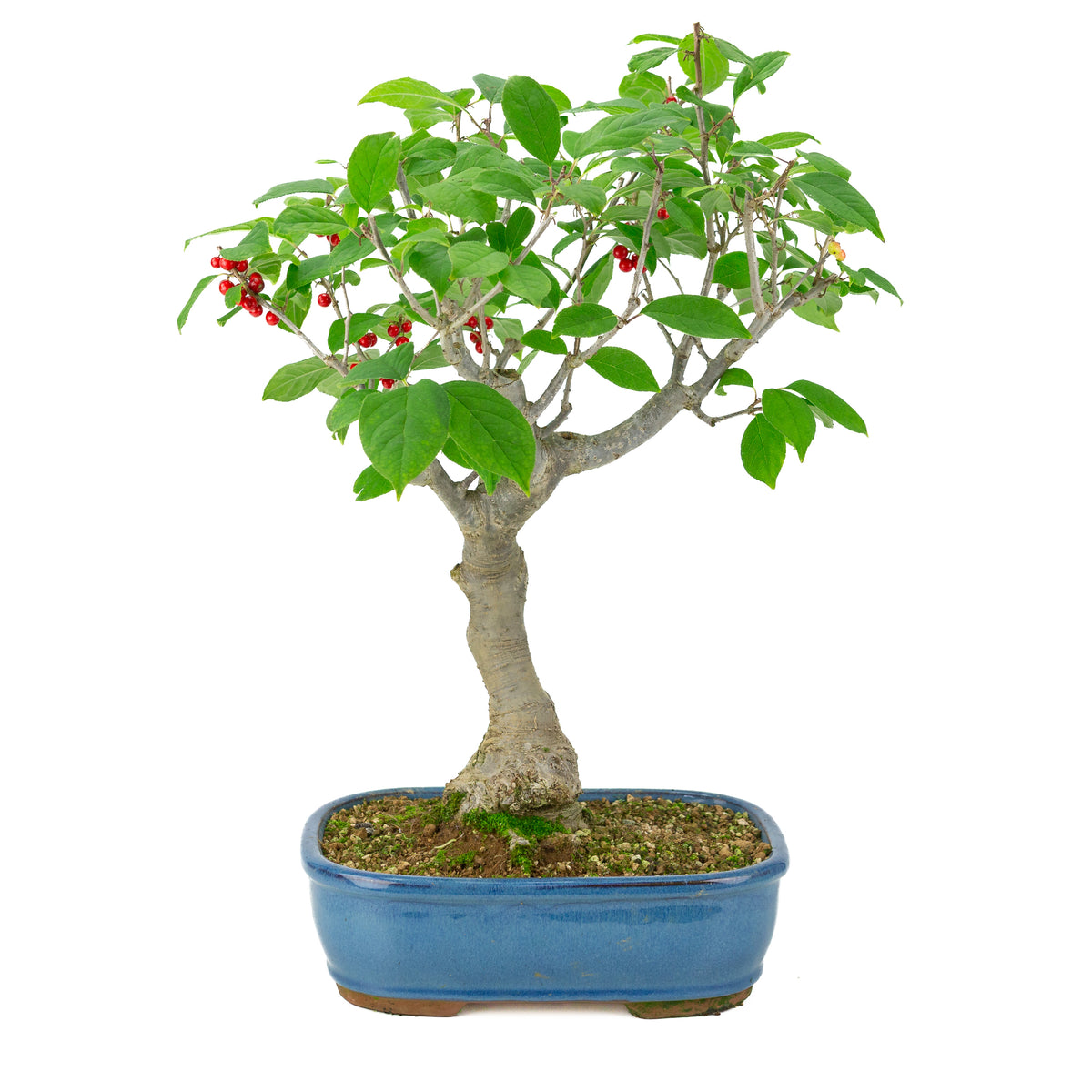 Ilex serrata blauwe rechthoekige pot, hoogte ~50cm