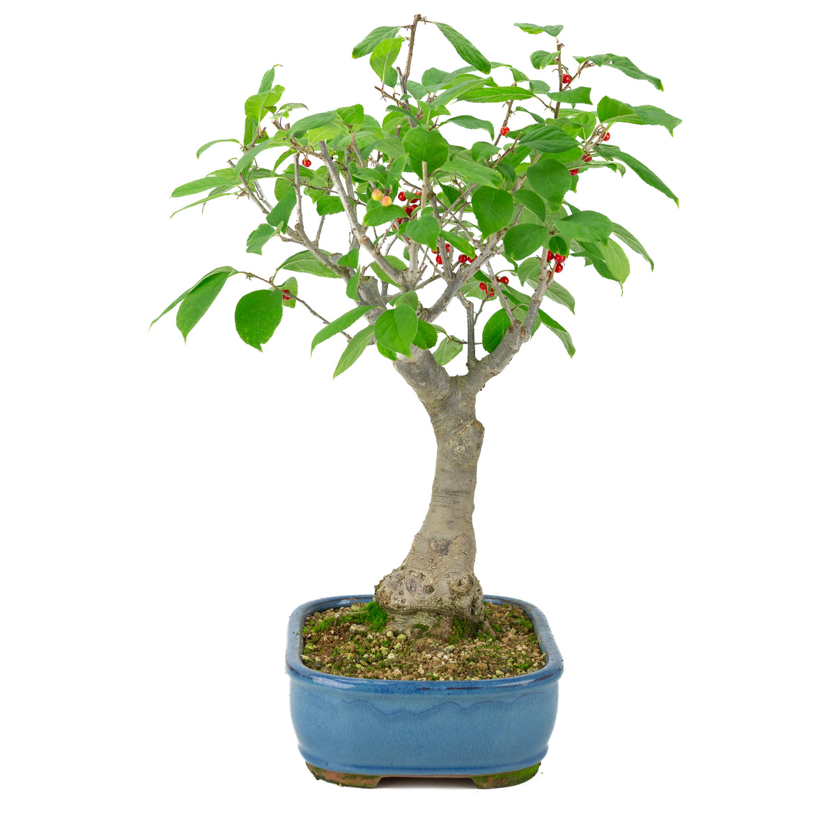Ilex serrata blauwe rechthoekige pot, hoogte ~50cm