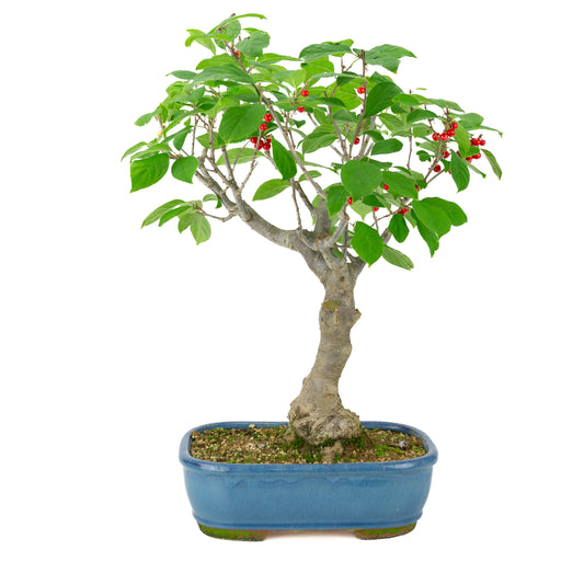 Ilex serrata blue rectangular pot, height ~50cm