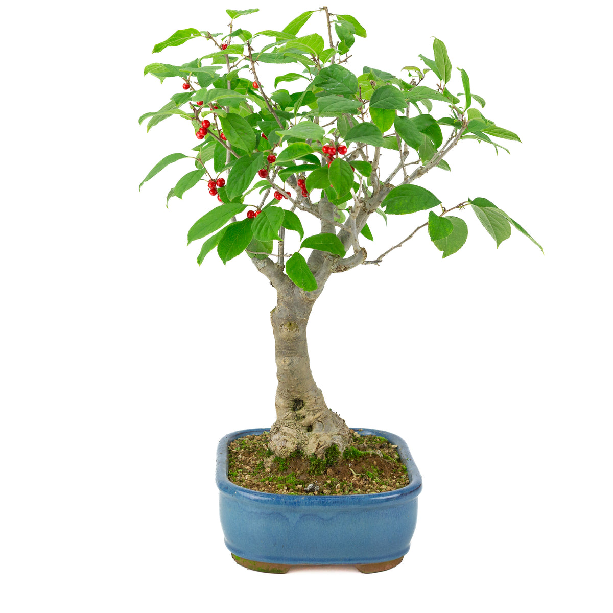 Ilex serrata blauwe rechthoekige pot, hoogte ~50cm