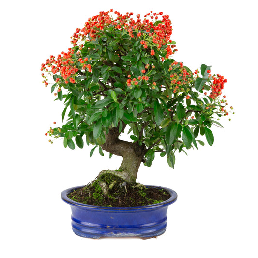 Pyracantha angustifolia (Firethorn) blue oval pot, height ~48cm