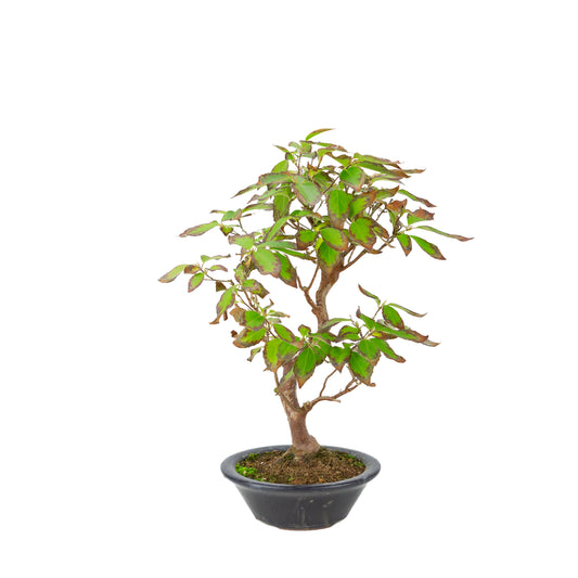 Stewartia monodelpha (Tree Camellia) dark blue round pot, height ~37cm