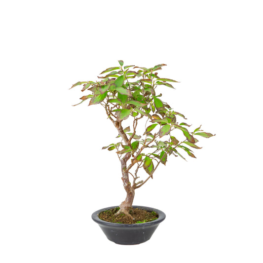 Stewartia monodelpha (Tree Camellia) dark blue round pot, height ~37cm