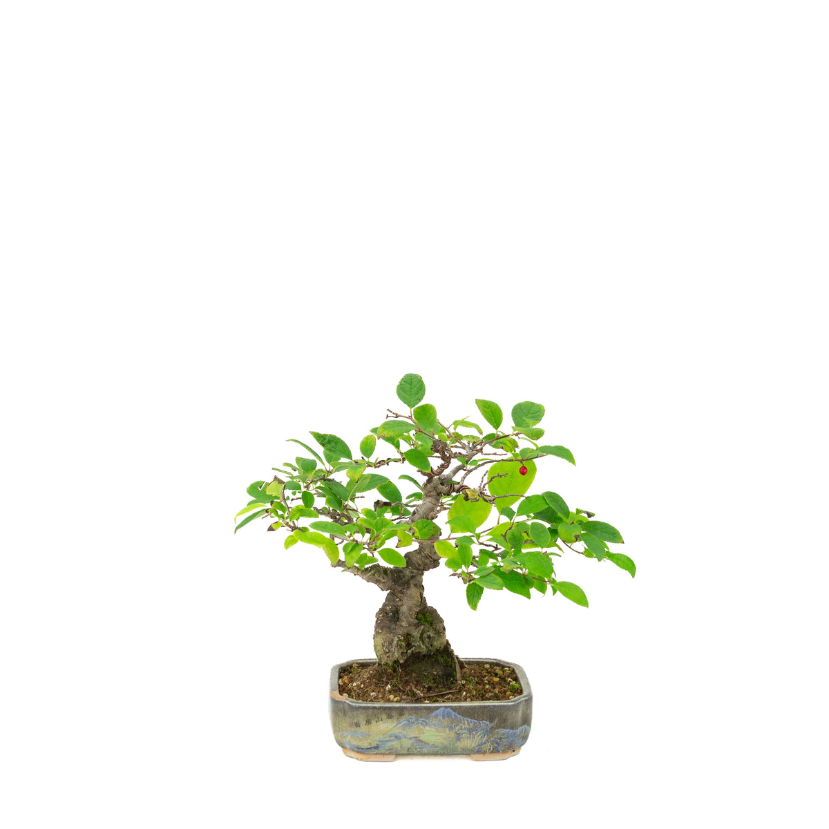 Ilex serrata in geschilderde pot, hoogte ~25cm