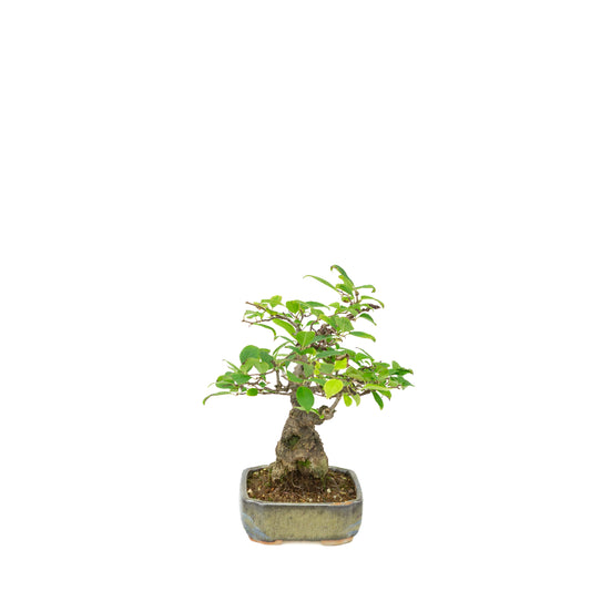 Ilex serrata in painted pot, height ~25cm