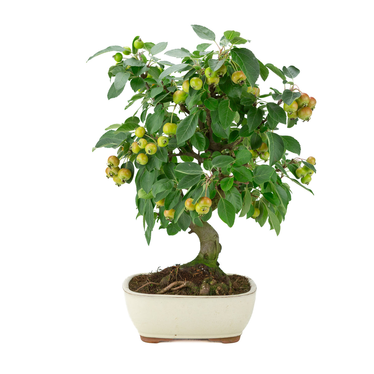 Malus halliana (Appel) in crème rechthoekige pot, hoogte ~46 cm