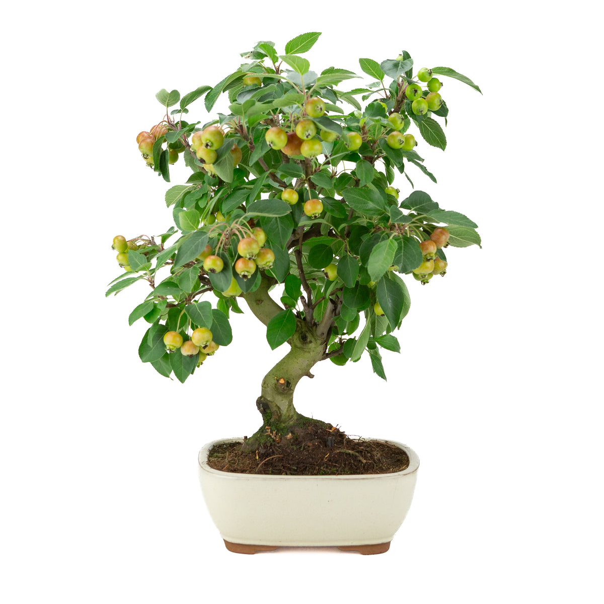 Malus halliana (Appel) in crème rechthoekige pot, hoogte ~46 cm