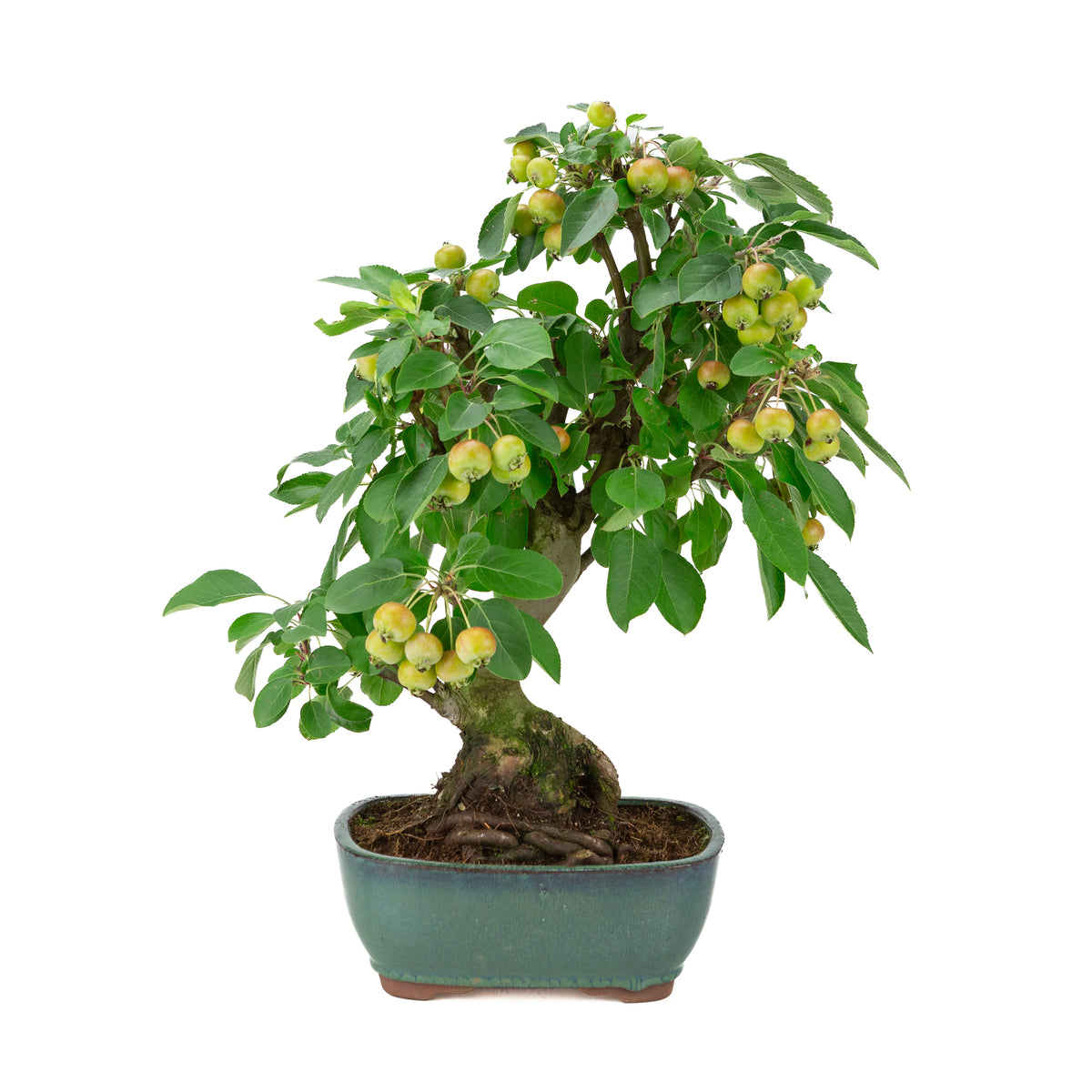Malus halliana (Appel) in groene rechthoekige pot, hoogte ~44 cm