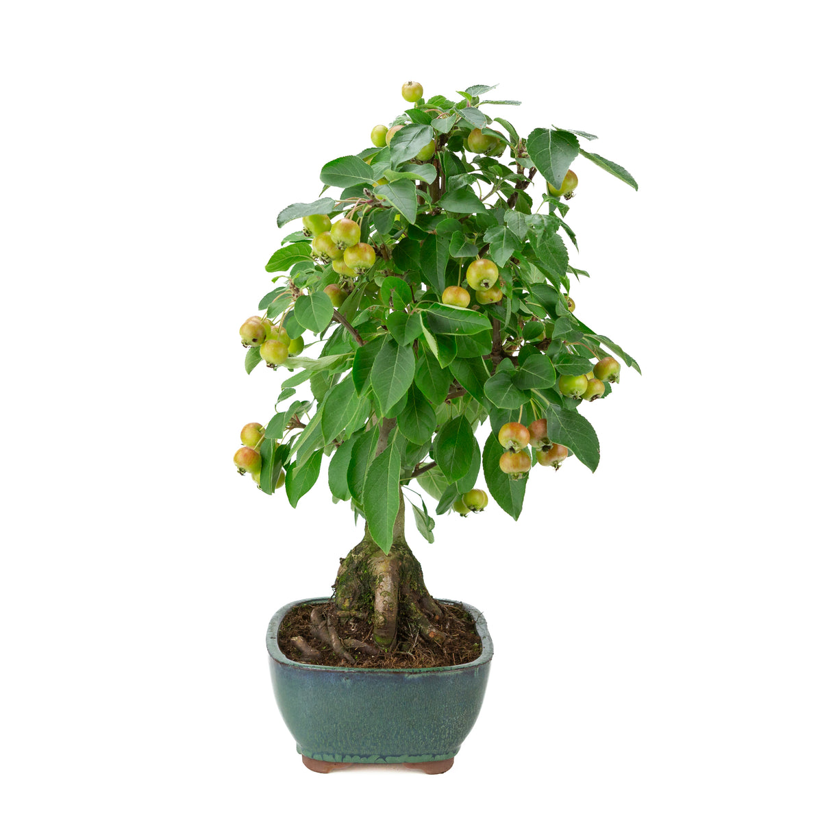 Malus halliana (Appel) in groene rechthoekige pot, hoogte ~44 cm