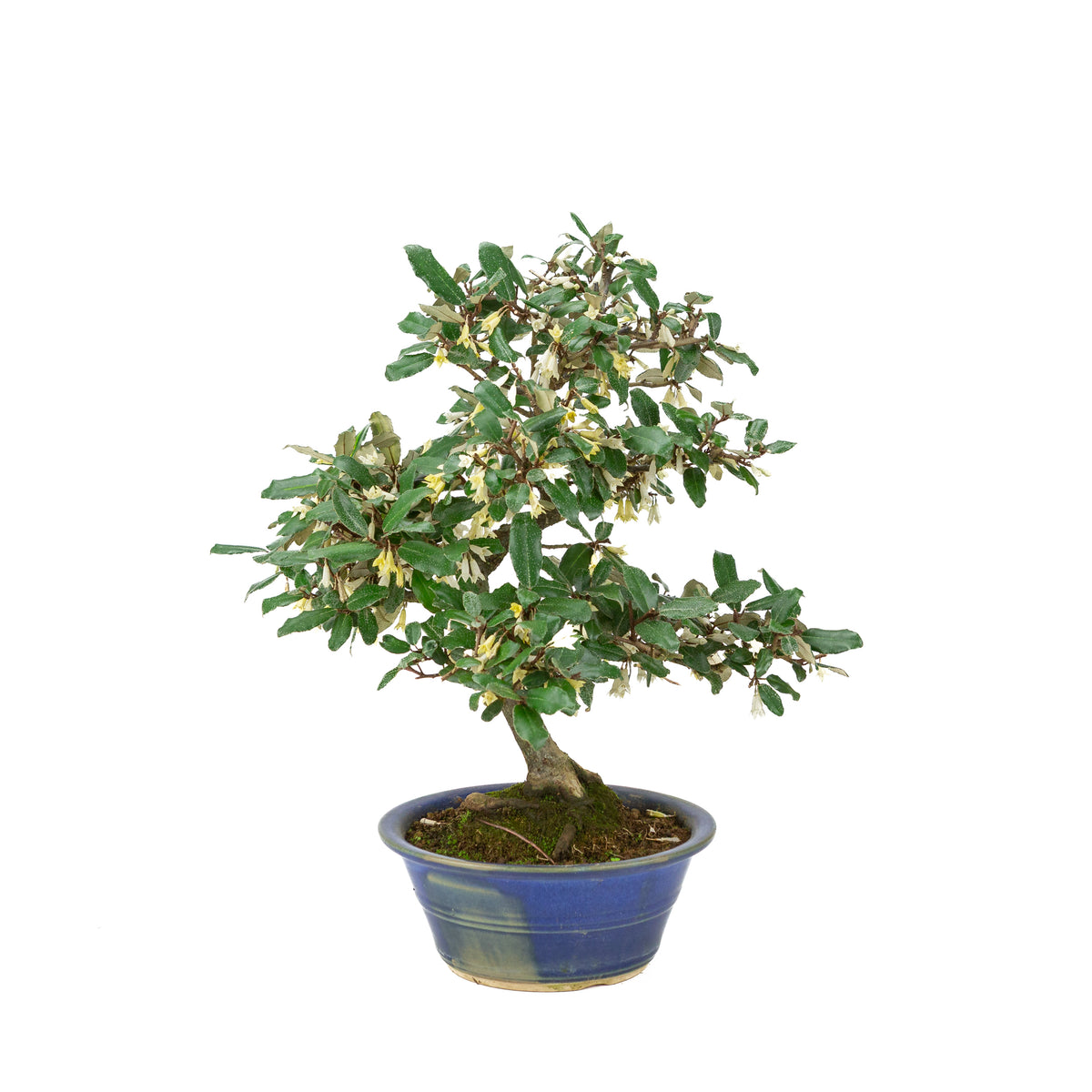 Elaeagnus pungens (Stekelige olijfwilg) in blauwe ronde pot, hoogte ~38cm