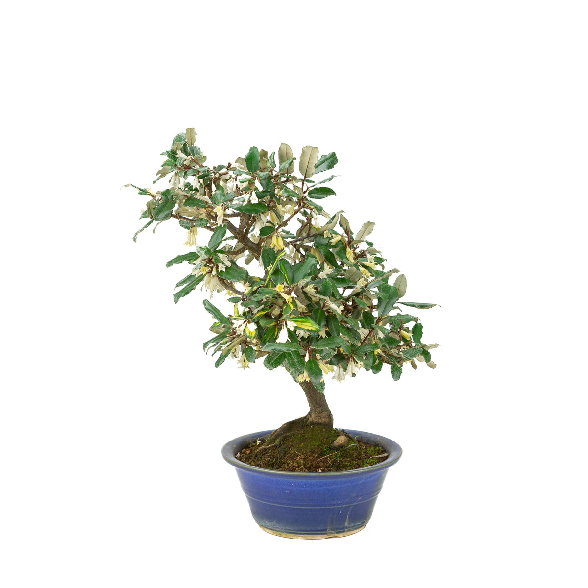 Elaeagnus pungens (Stekelige olijfwilg) in blauwe ronde pot, hoogte ~38cm