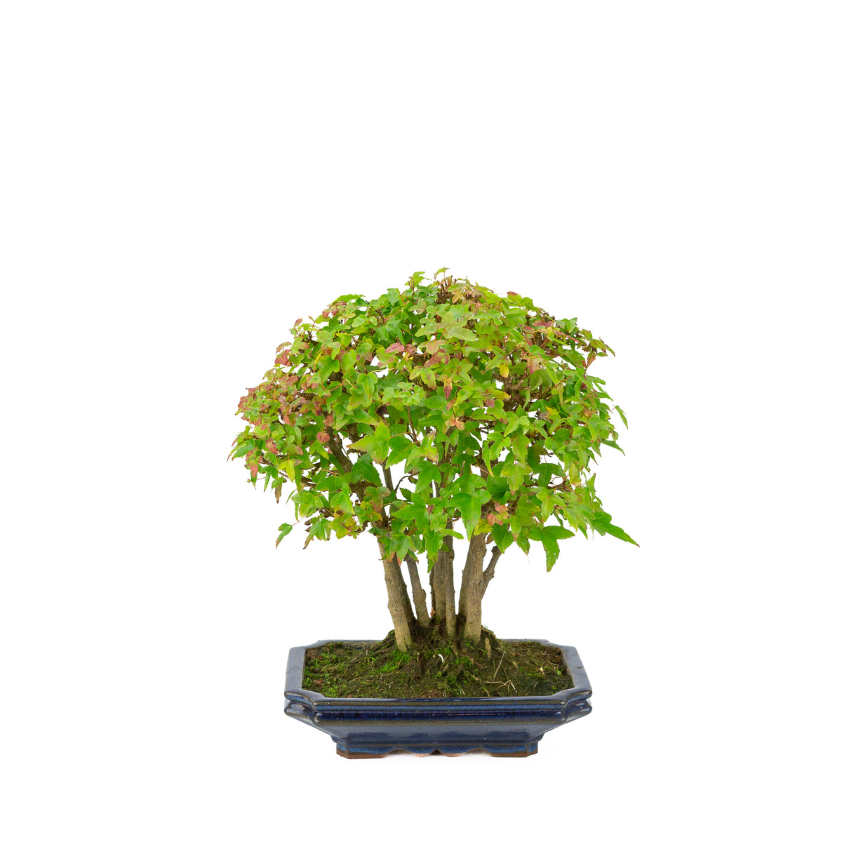 Acer buergerianum (Drietandesdoorn) blauwe rechthoekige pot, hoogte ~32 cm