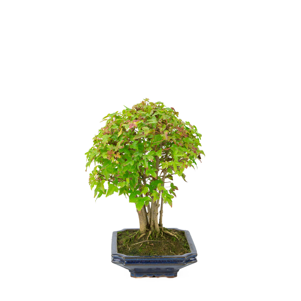 Acer buergerianum (Drietandesdoorn) blauwe rechthoekige pot, hoogte ~32 cm