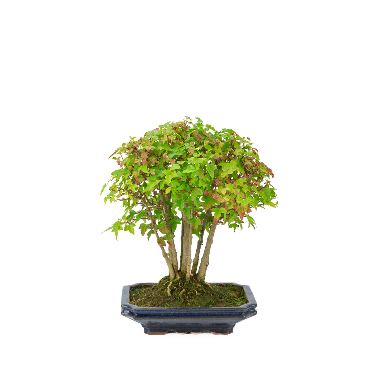 Acer buergerianum (Drietandesdoorn) blauwe rechthoekige pot, hoogte ~32 cm