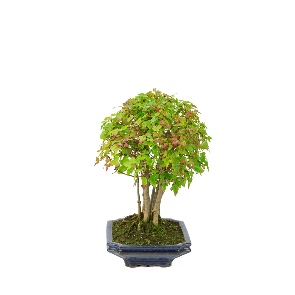 Acer buergerianum (Drietandesdoorn) blauwe rechthoekige pot, hoogte ~32 cm