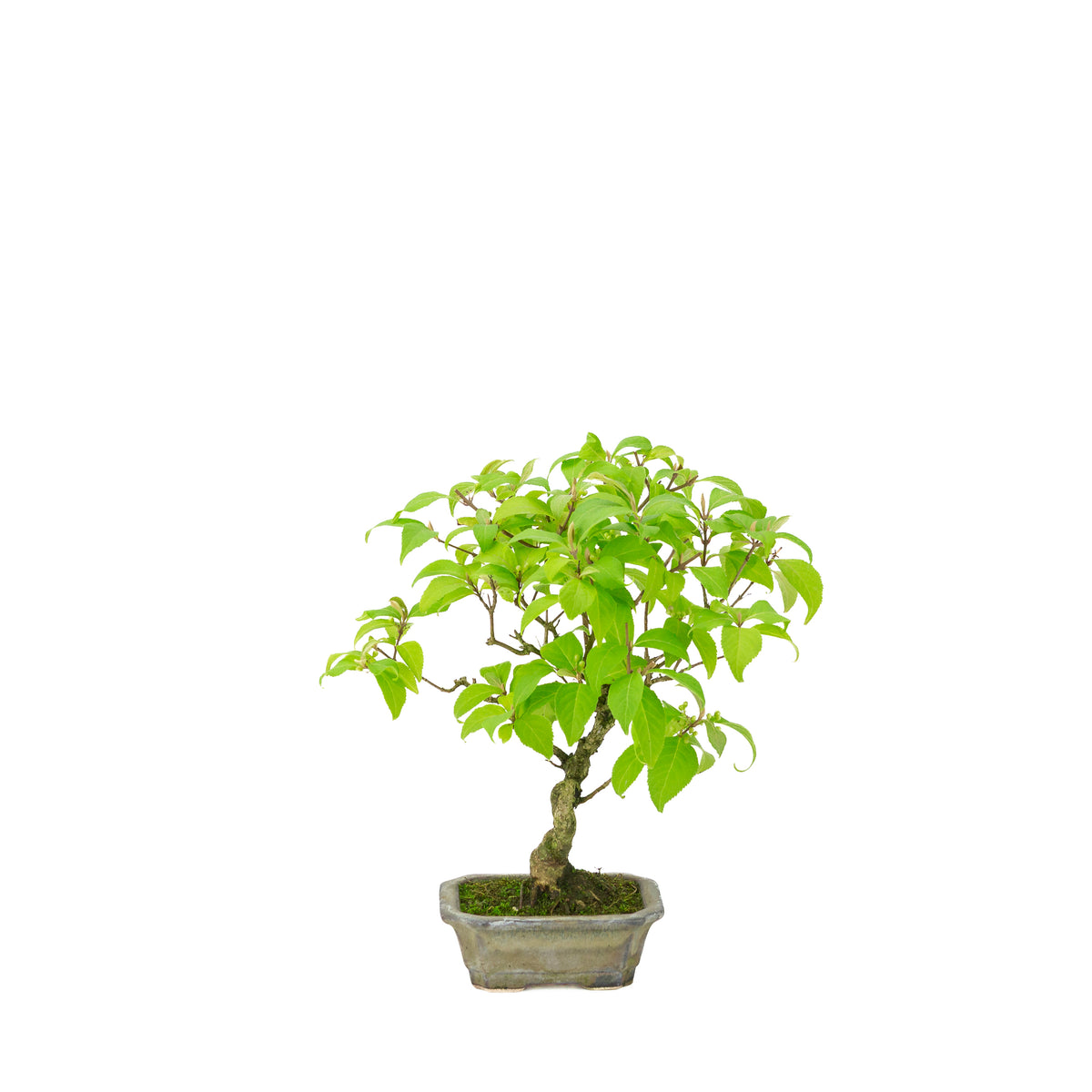 Callicarpa japonica (Japanse schoonvrucht) in beige rechthoekige pot, hoogte ~28cm