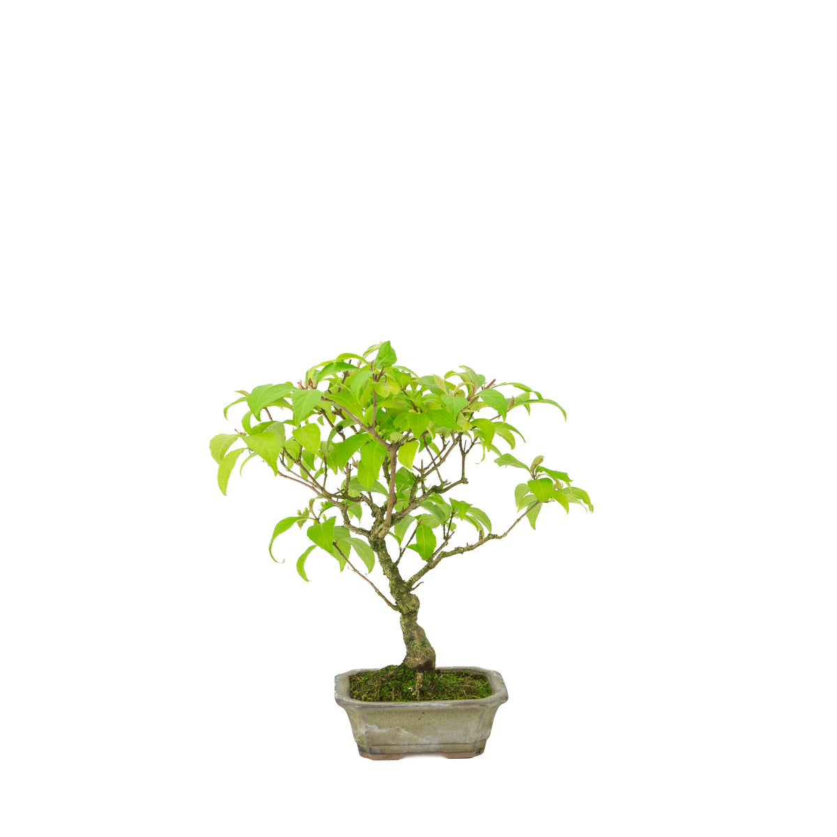 Callicarpa japonica (Japanse schoonvrucht) in beige rechthoekige pot, hoogte ~28cm
