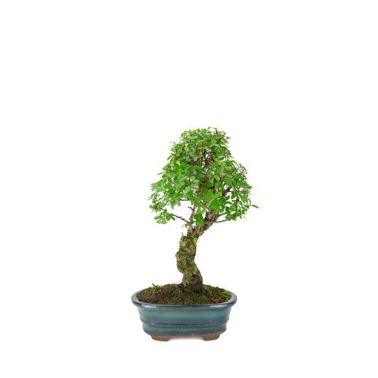 Zelkova nire (Japanese Elm) in green oval pot, height ~31cm