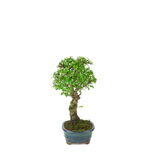 Zelkova nire (Japanese Elm) in green oval pot, height ~31cm