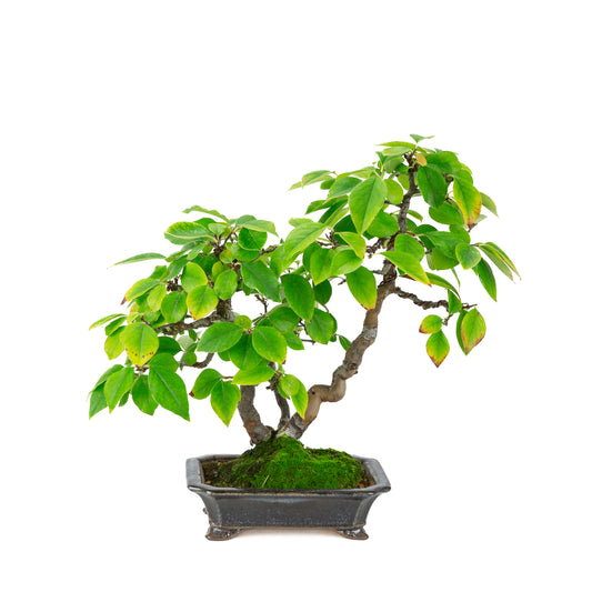 Chaenomeles sinensis (Chinese quince) blue-black rectangular pot, height ~38 cm