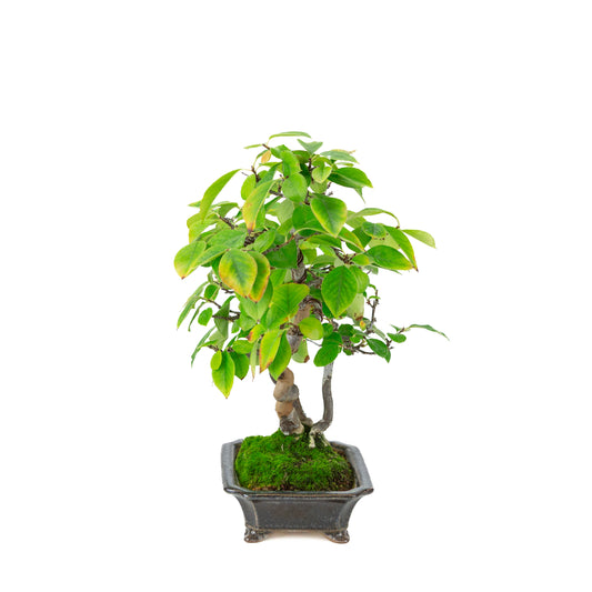 Chaenomeles sinensis (Chinese quince) blue-black rectangular pot, height ~38 cm