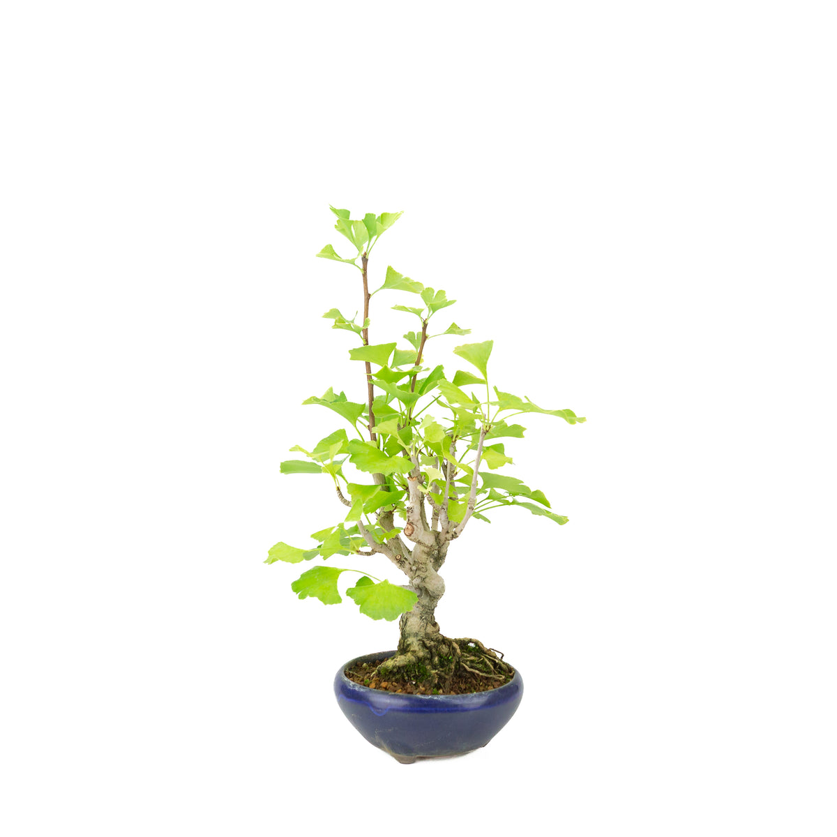 Ginkgo biloba (Japanse notenboom) in blauwe ronde pot, hoogte ~36 cm