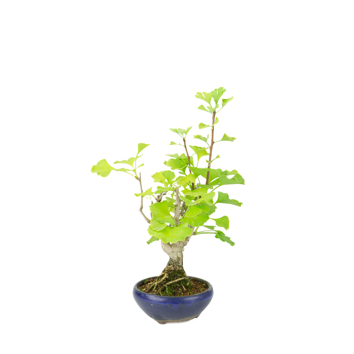 Ginkgo biloba (Japanse notenboom) in blauwe ronde pot, hoogte ~36 cm