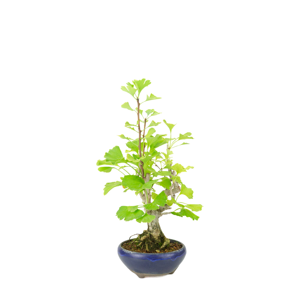 Ginkgo biloba (Japanse notenboom) in blauwe ronde pot, hoogte ~36 cm