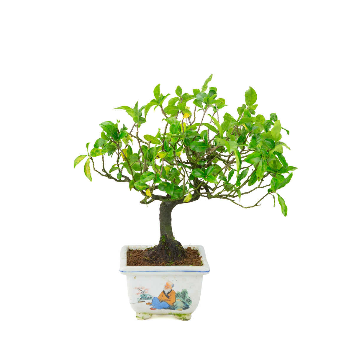 Diospyros kaki (Kakiboom) geschilderde vierkante pot, hoogte ~37 cm