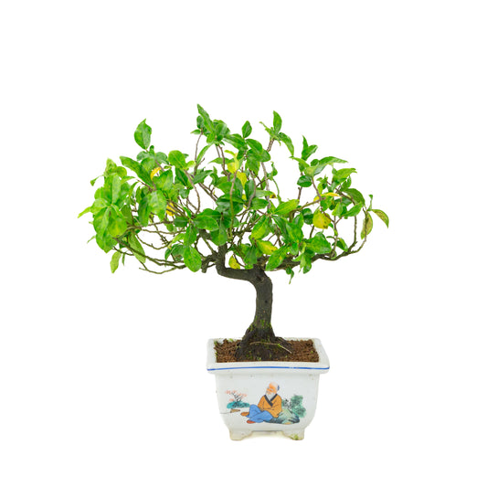 Diospyros kaki (Persimmon tree) painted square pot, height ~37 cm
