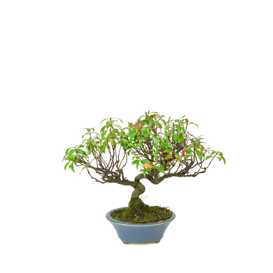 Trachelospermum jasminoides (Star Jasmine) in a light blue round pot, height ~27cm