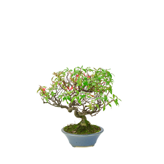 Trachelospermum jasminoides (Star Jasmine) in a light blue round pot, height ~27cm