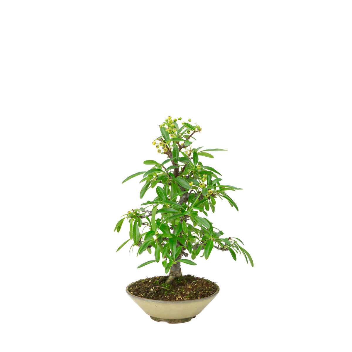 Pyracantha angustifolia (Vuurdoorn) beige ronde pot, hoogte ~32cm