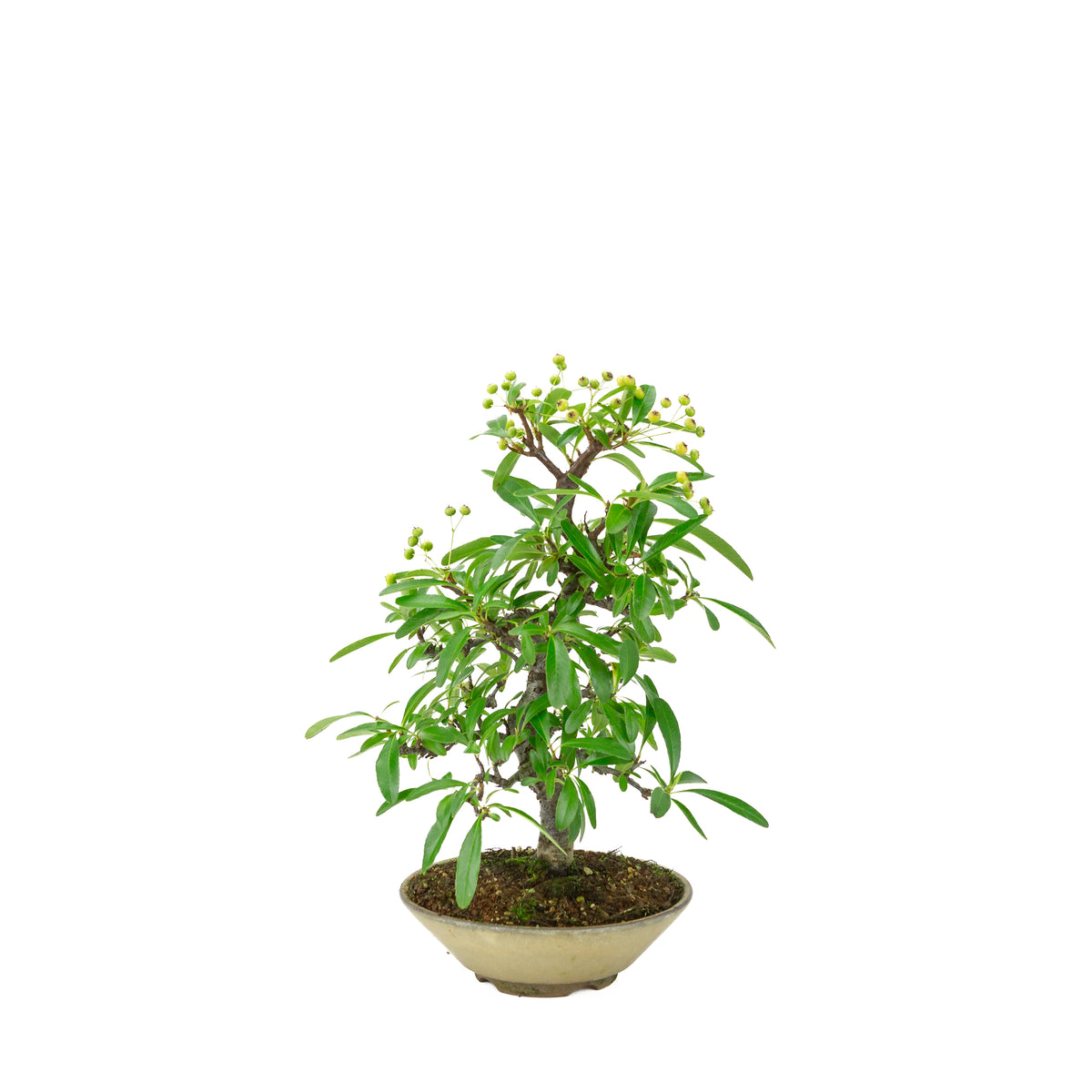 Pyracantha angustifolia (Vuurdoorn) beige ronde pot, hoogte ~32cm